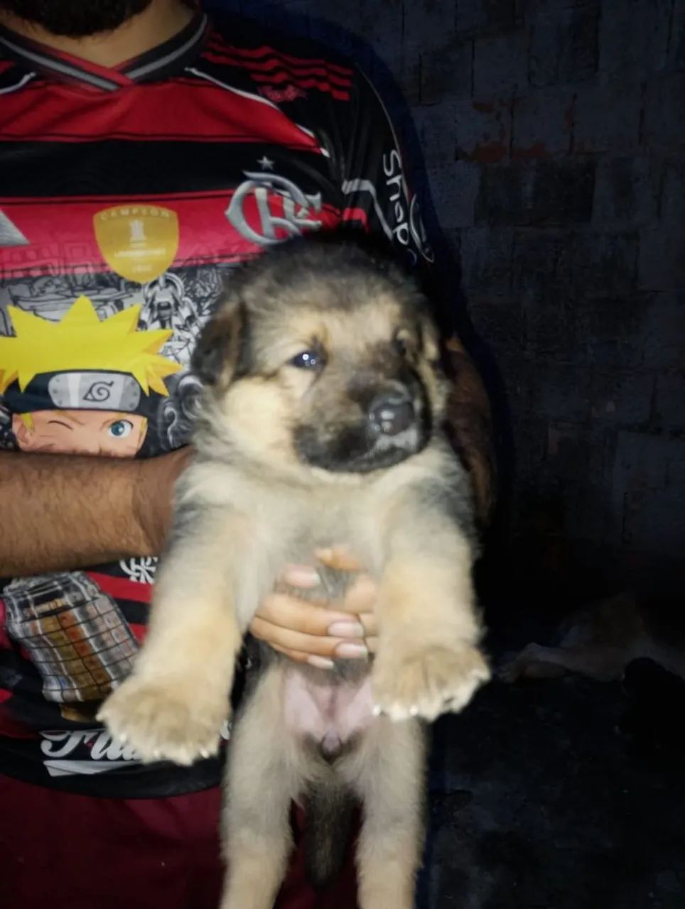 Filhotes de Pastor alemão  - Foto 4