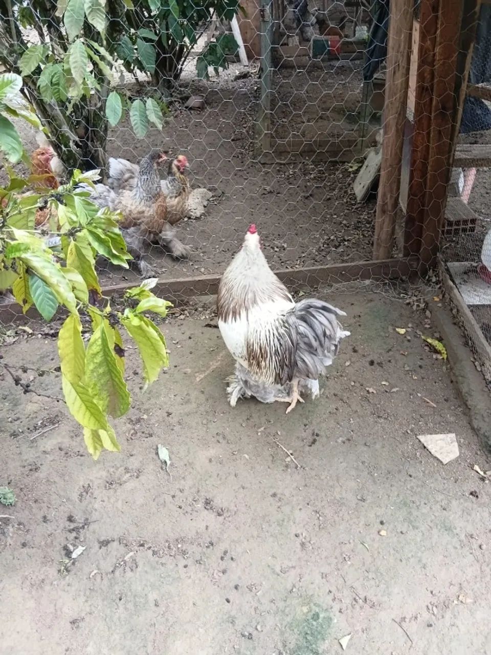 Galos Brahma - Foto 5