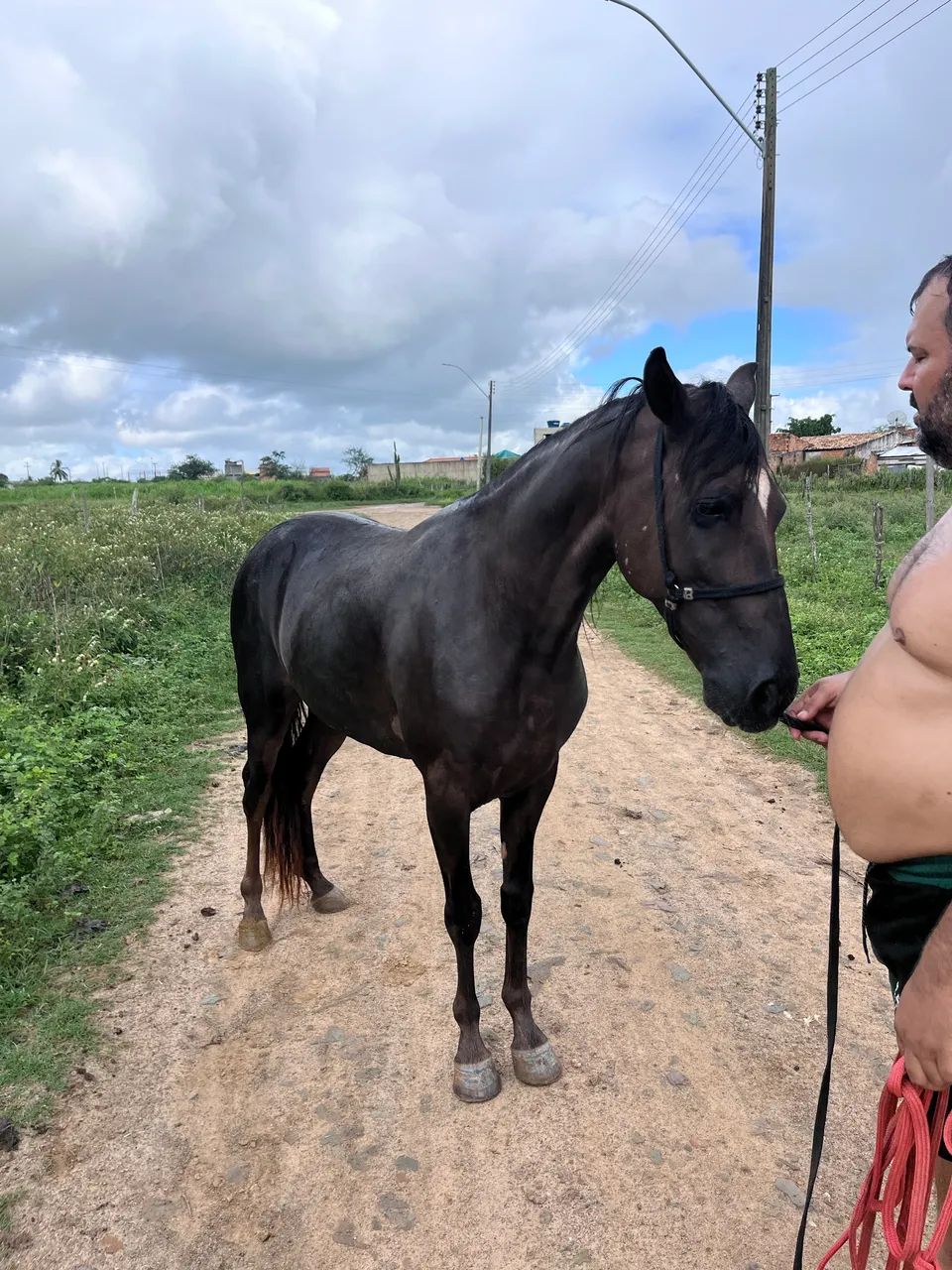 Vende-se Cavalo (4 anos)  - Foto 3