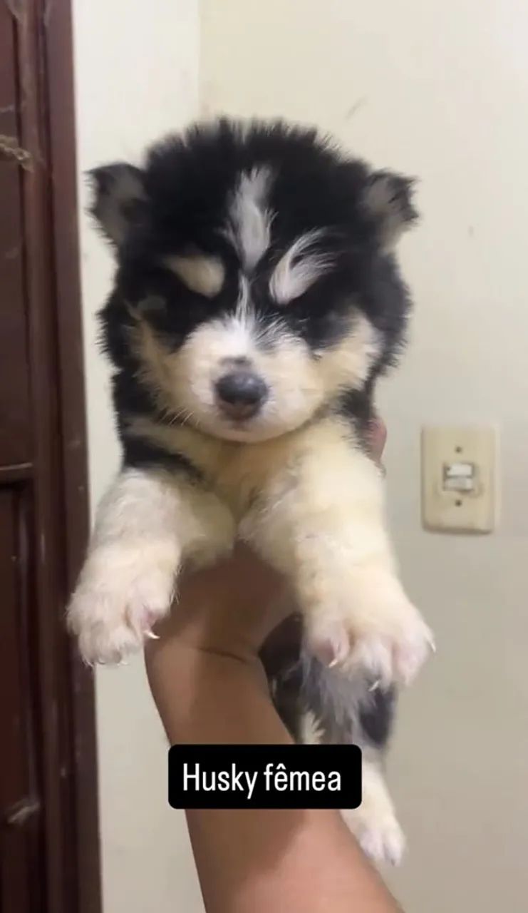 Cachorro  - Foto 2