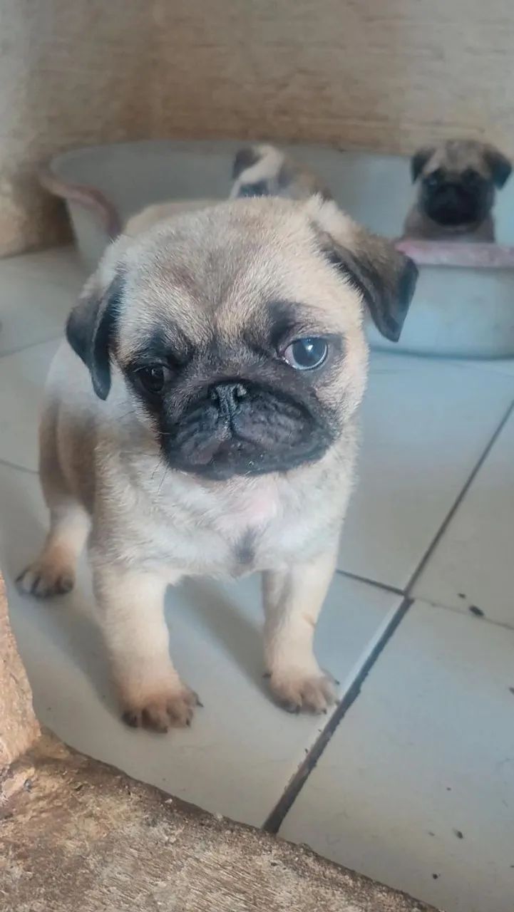 Pug