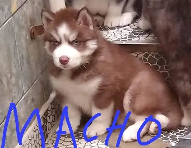 Husky Siberiano lindos - Foto 4