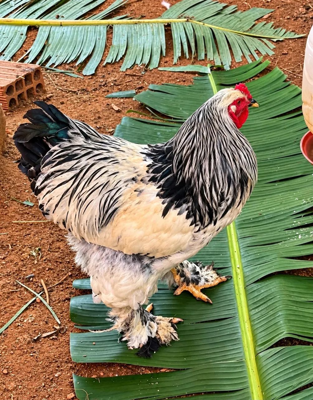 FRANGO BRAHMA - Foto 2
