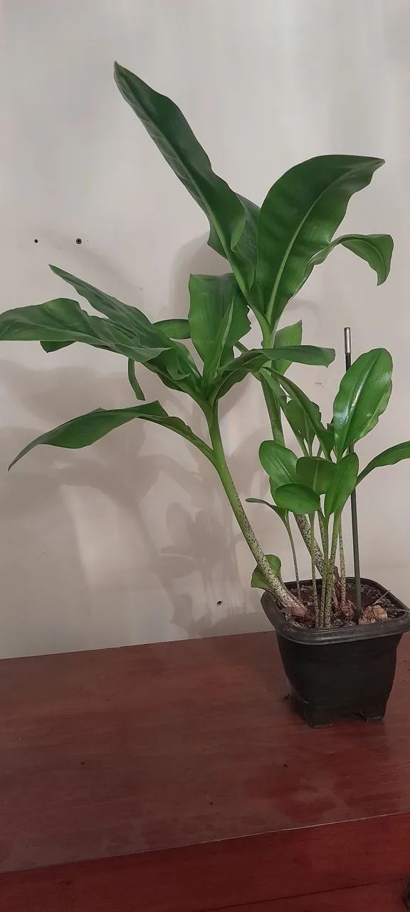 Planta Flor do Natal - Foto 2
