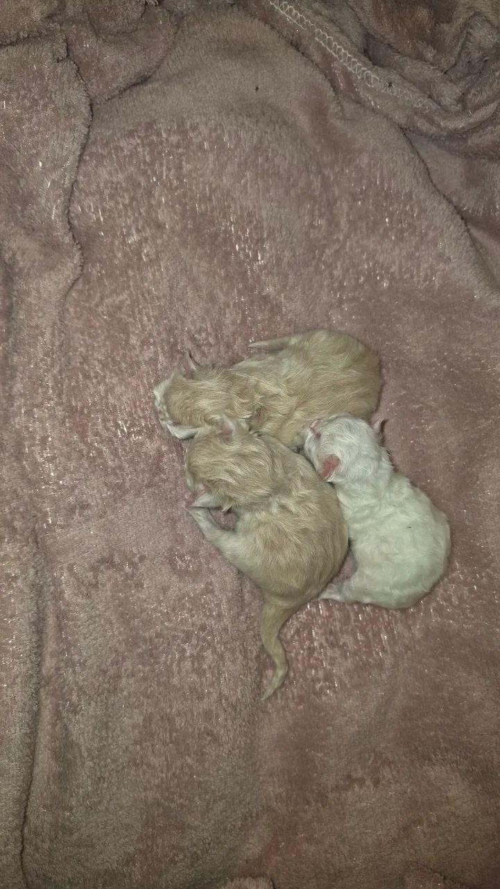 Persa machos - Foto 3