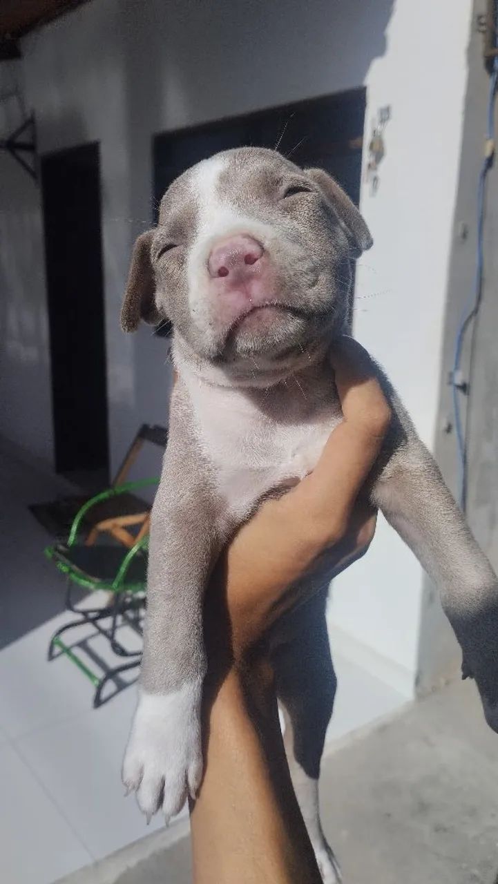 Pitbull femea - Foto 2