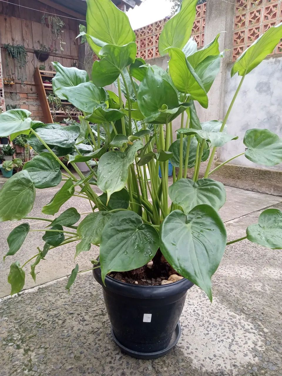 Vaso com planta coração de boi  - Foto 4