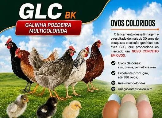 Pintainhas GLC vacinadas  - Foto 2