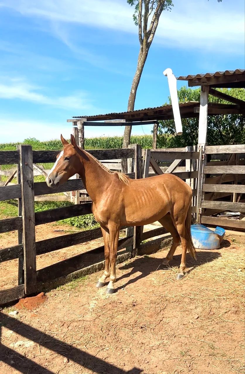 Égua Marcha Picada  - Foto 2