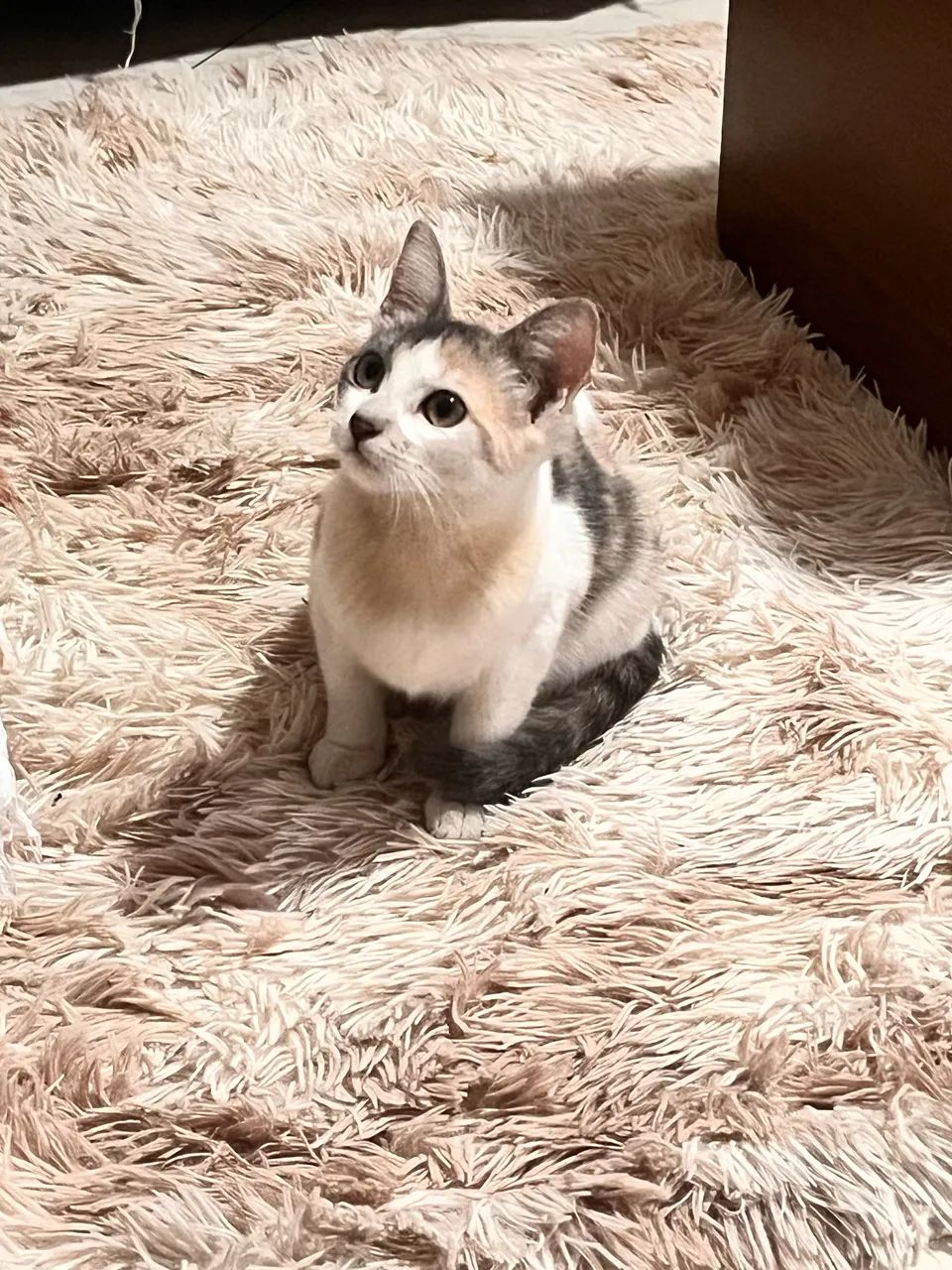 Gatinha - Foto 3