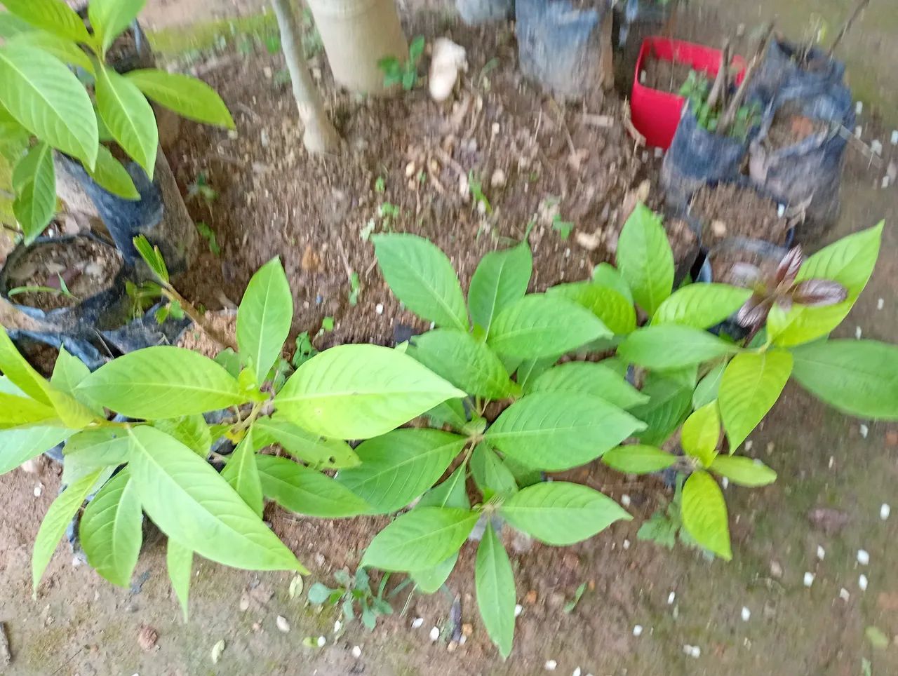 Planta natural  - Foto 2