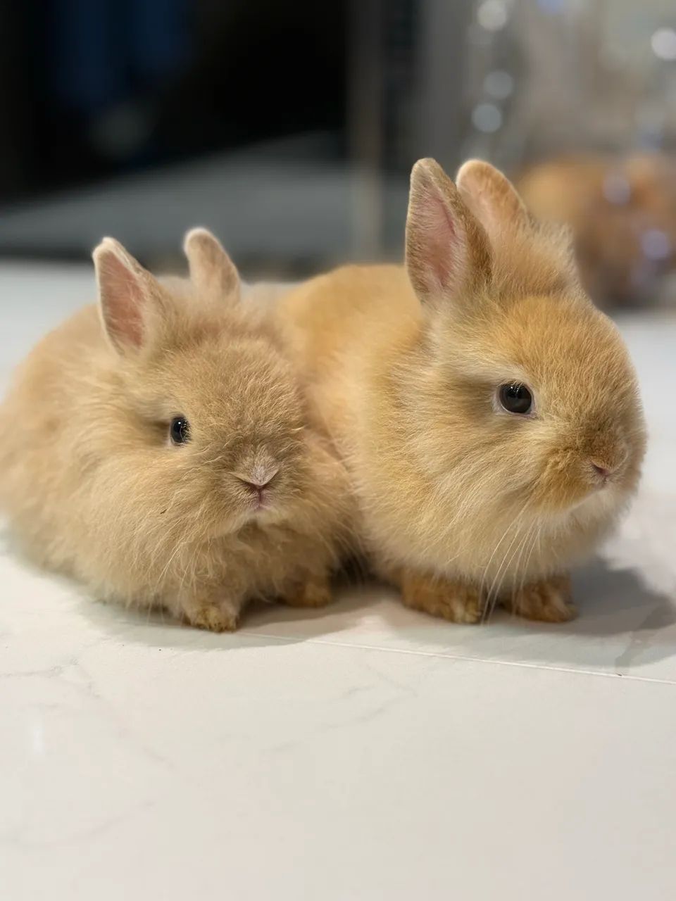 VENDO FILHOTES MINI COELHOS - Foto 2