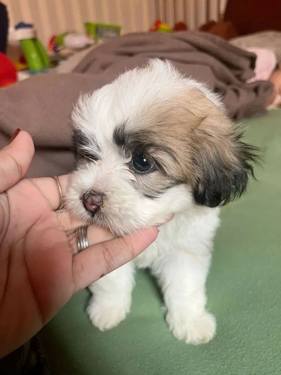 Filhote Lhasa Apso de Raça