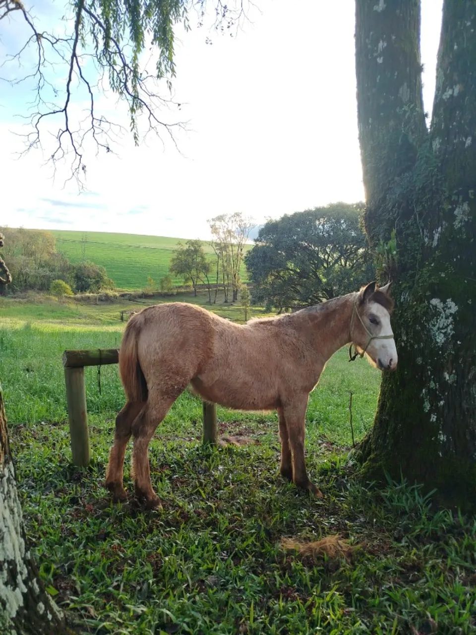 Potra Crioula - Foto 3