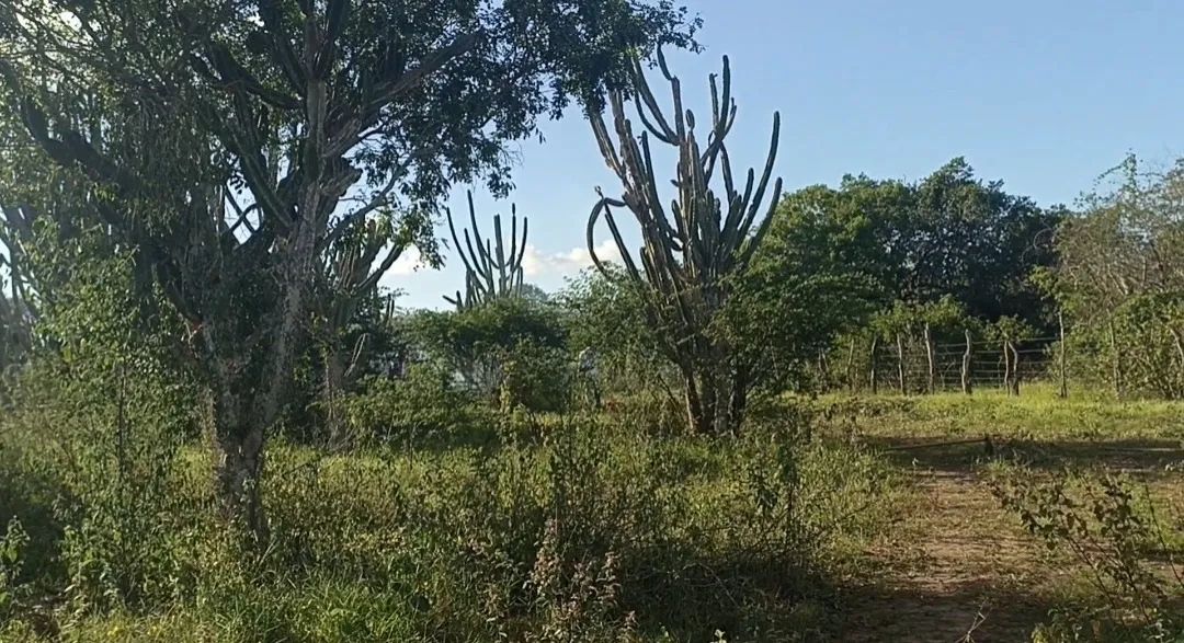 Mais de 02 tarefas de terra - Foto 2