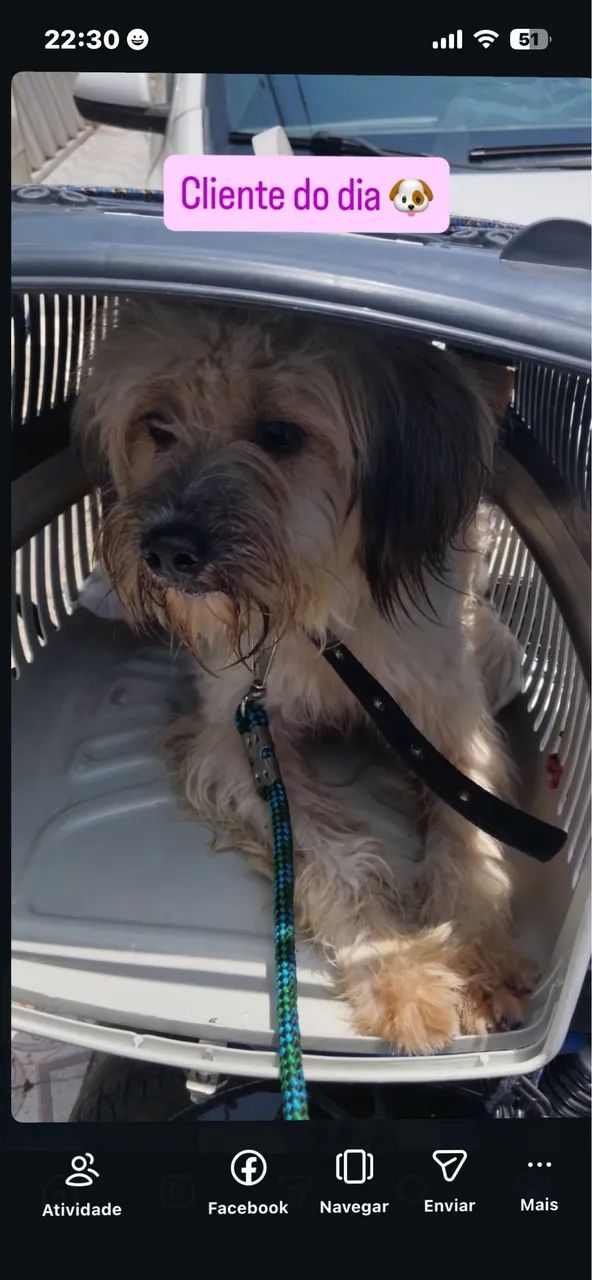 TRANSPORTE PET ? - Foto 2