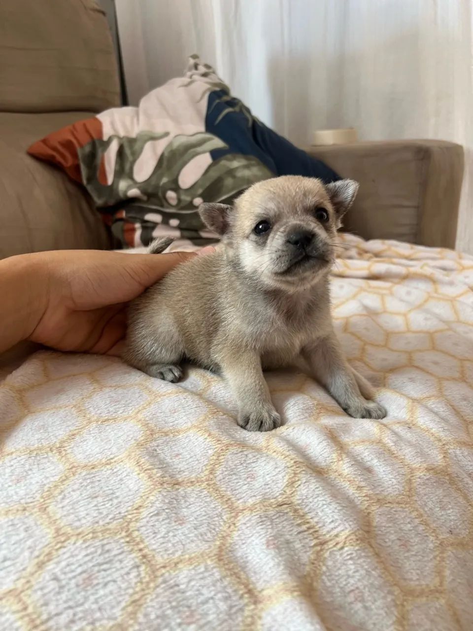 Buldogue francês com spitz alemao - Foto 2