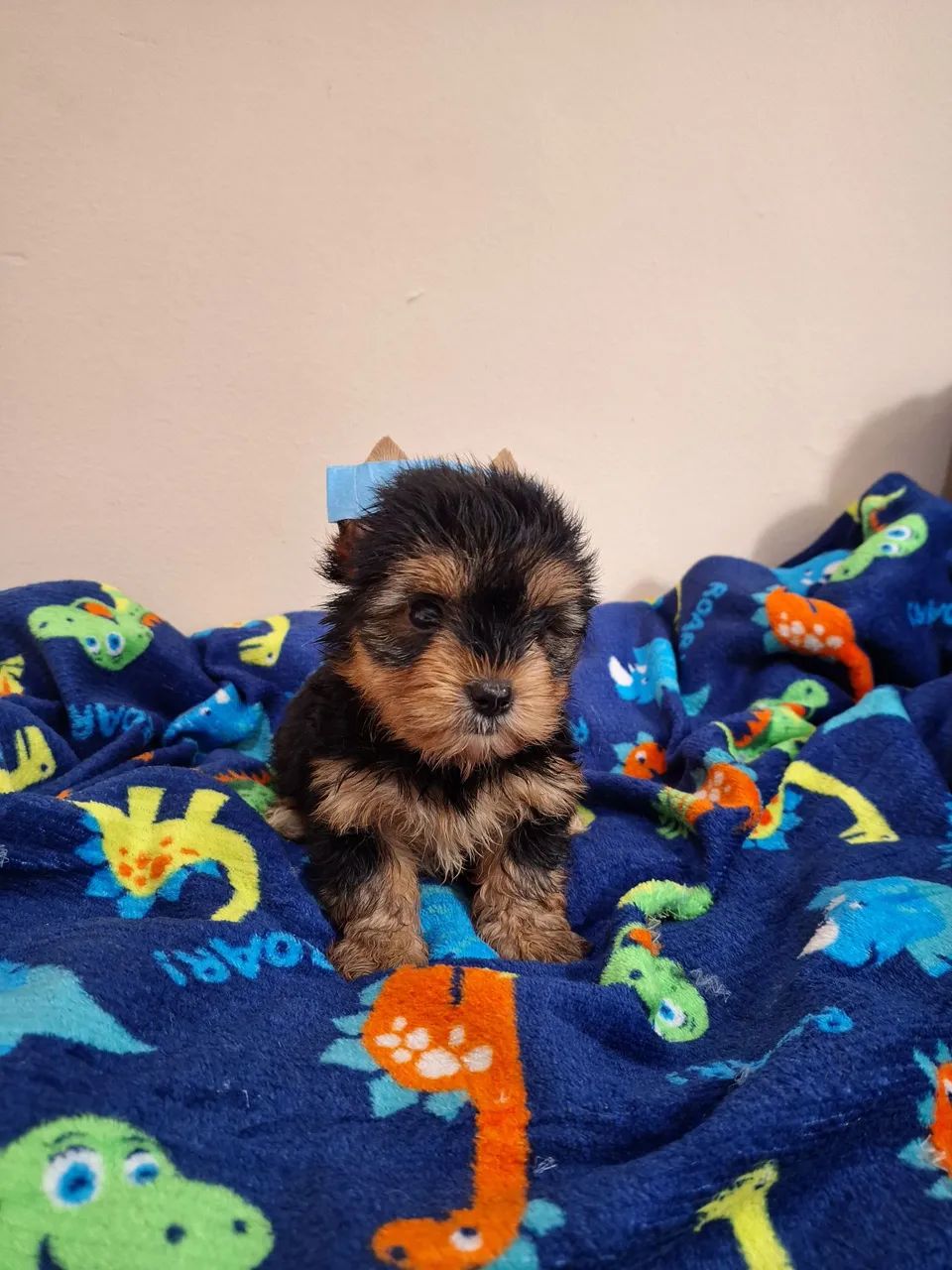 Yorkshire Terrier micro - Foto 2