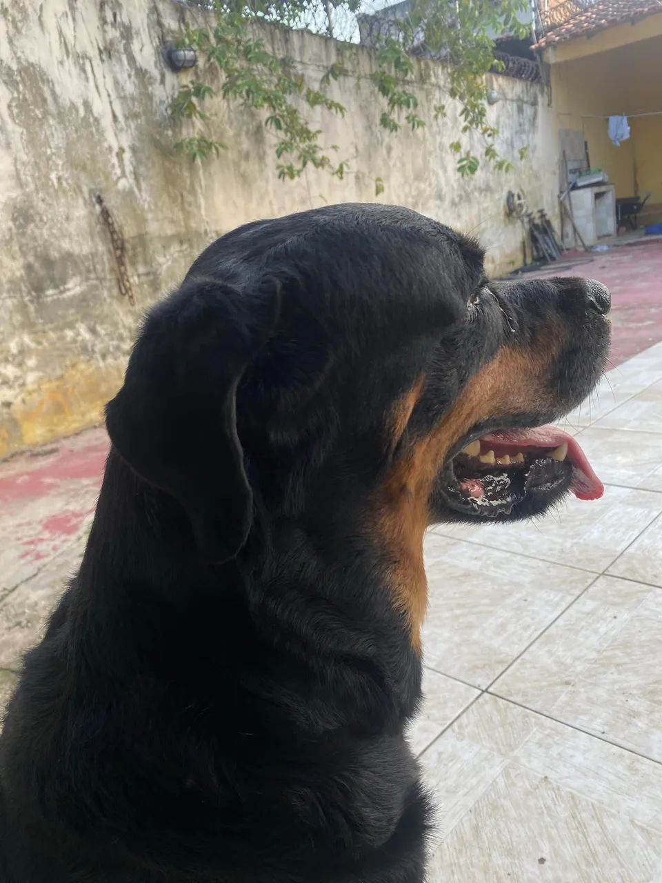 Filhote de rottweiler macho  - Foto 4
