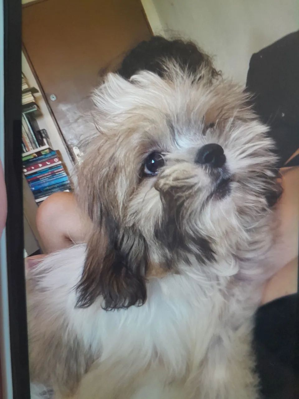 Lhasa Apso - Foto 5