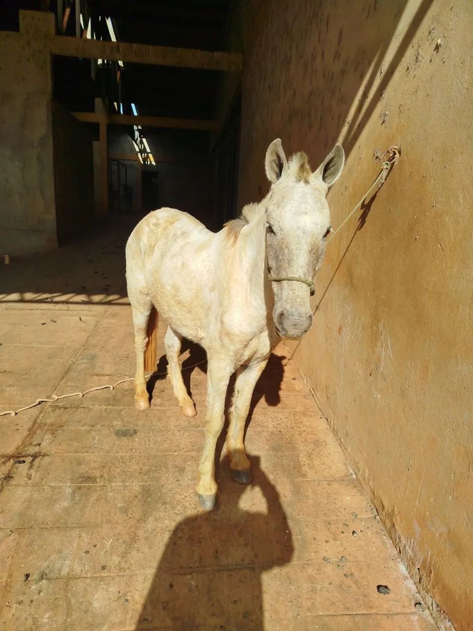 cavalo bom de sela 