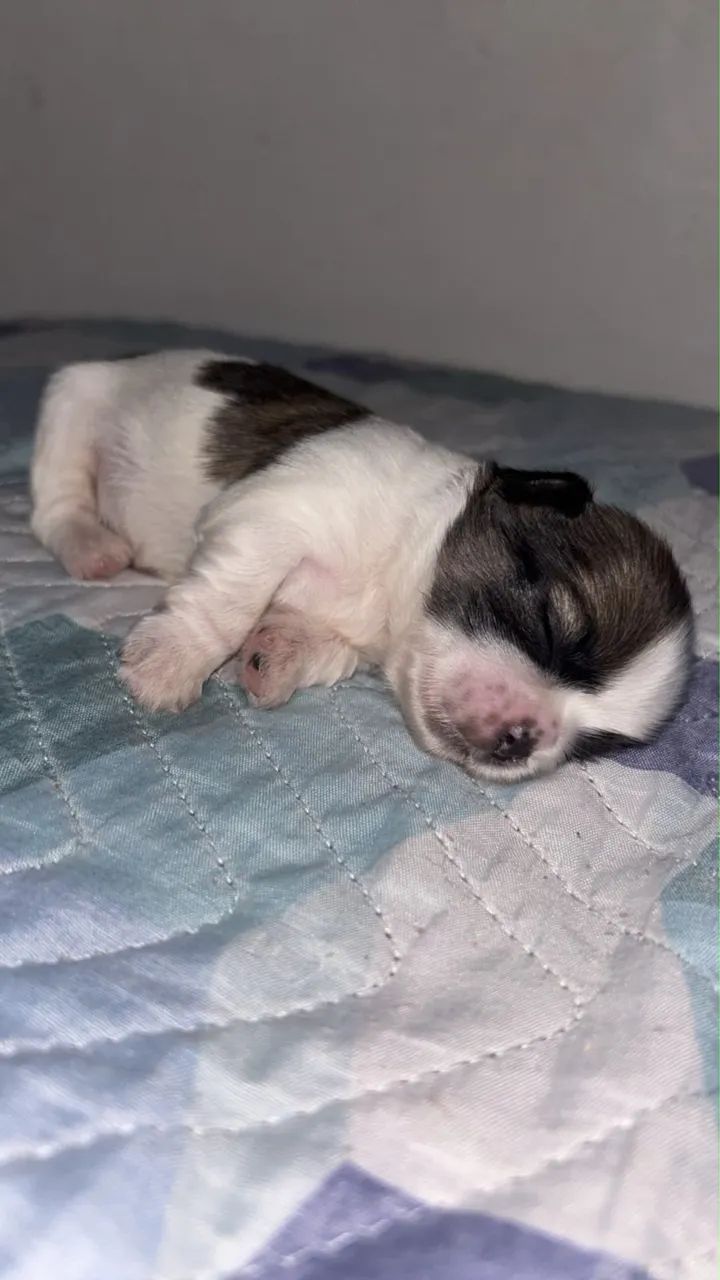 Shitzus disponíveis 