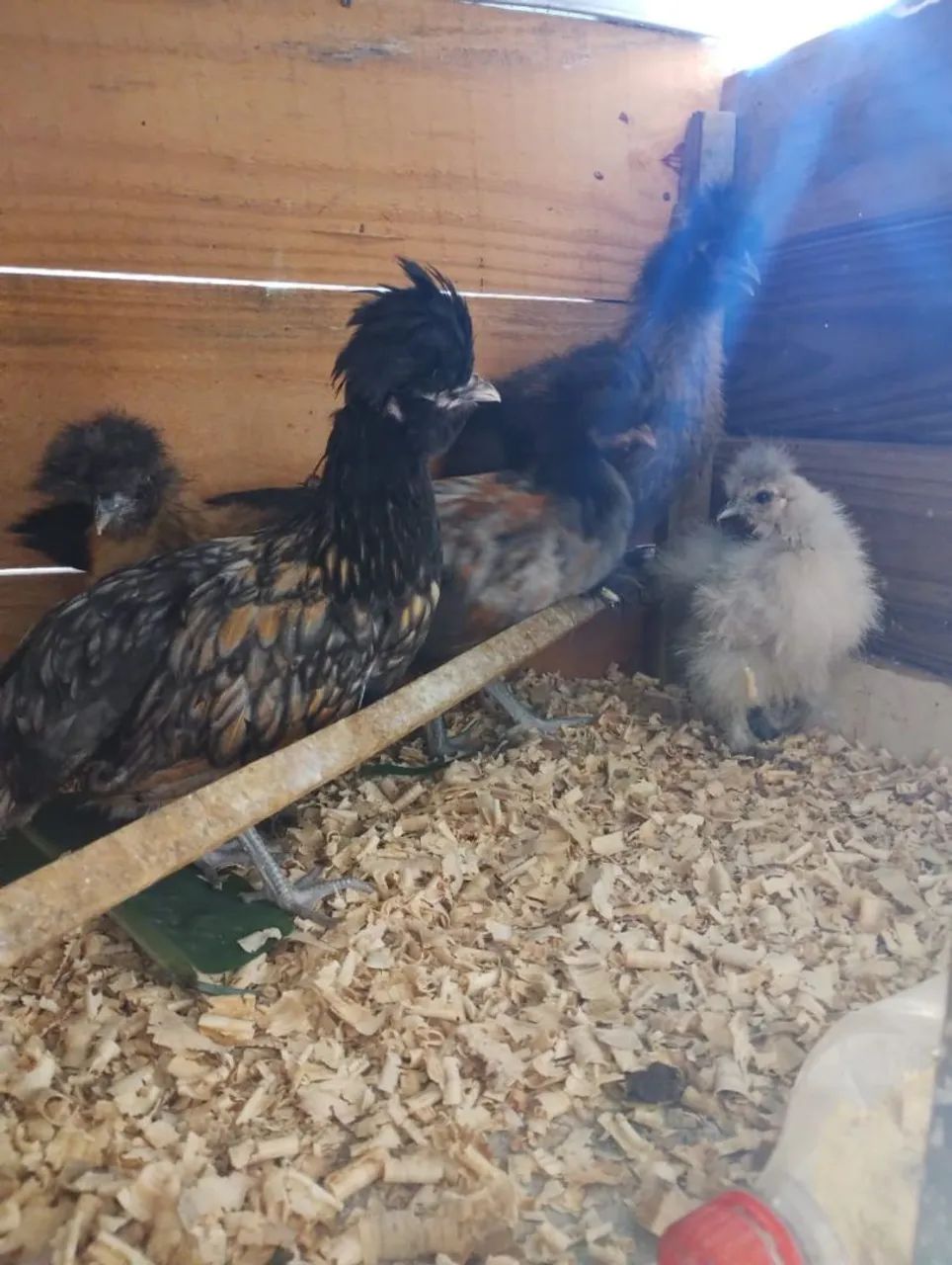 Galinhas de raça  - Foto 5