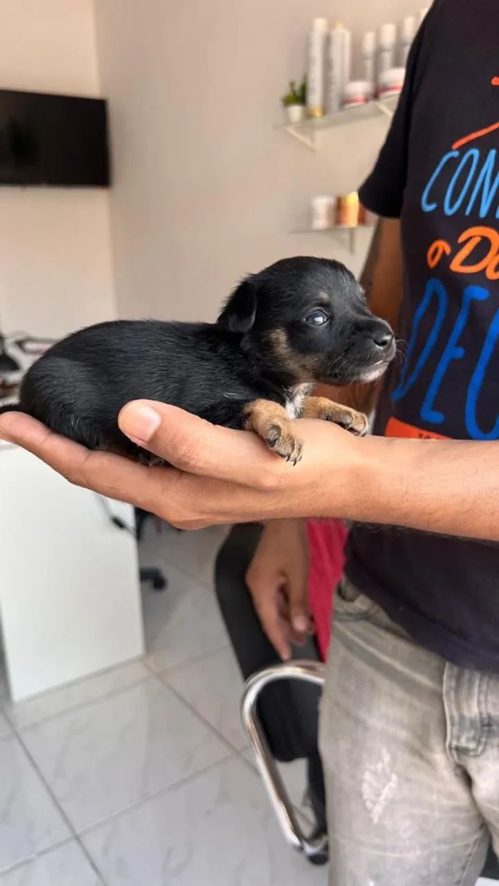 Pinscher disponível  - Foto 3