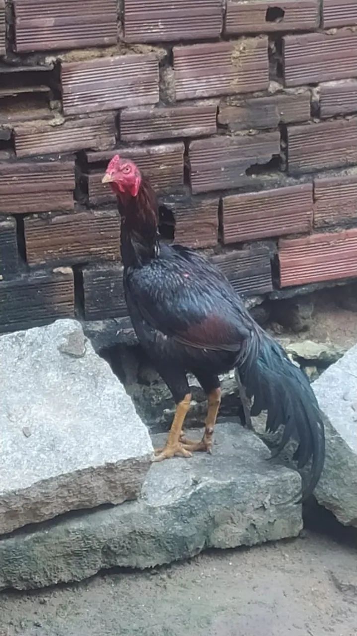 Galo de raça