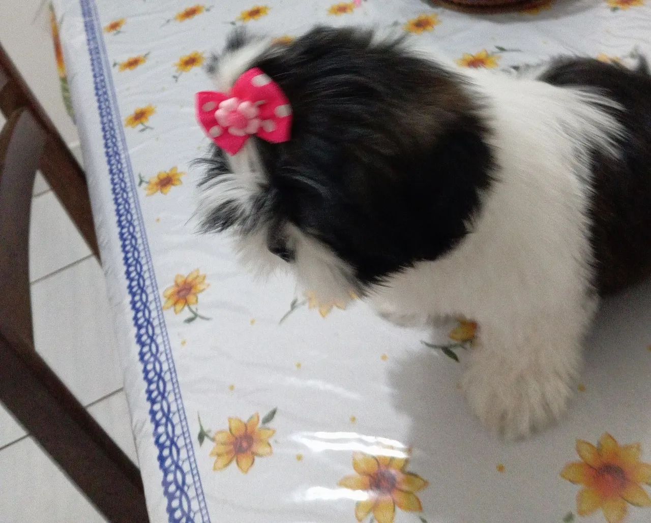 Shitzu fêmea  - Foto 2