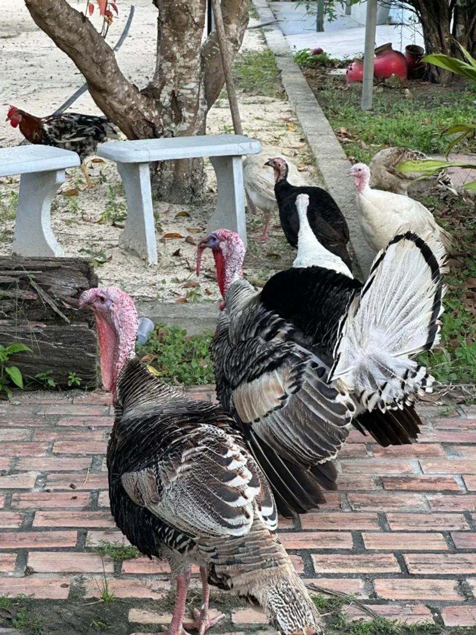 Perú - Casal - Foto 2