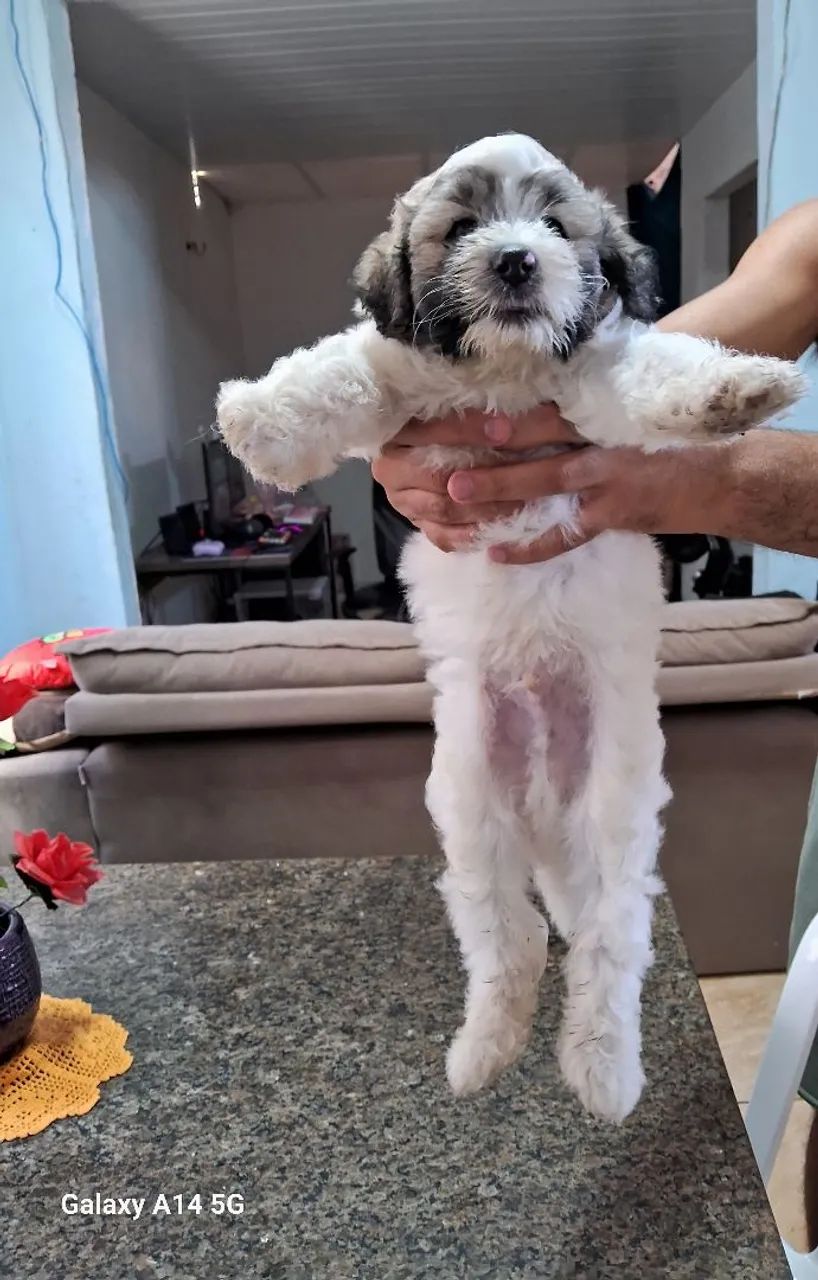 Filhotes de poodle com maltes  - Foto 4