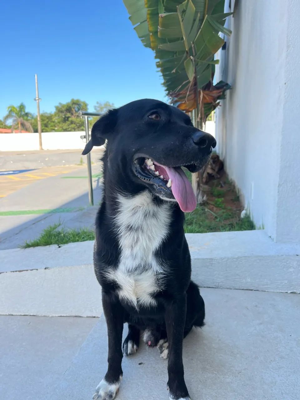 Cachorro para doação  - Foto 4