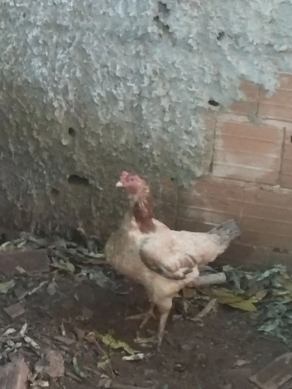 Galinhas caipira 