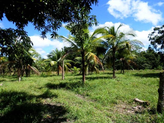 Fazenda de laranja 1.500 x2.500 na AM 010 KM 110 - Foto 14