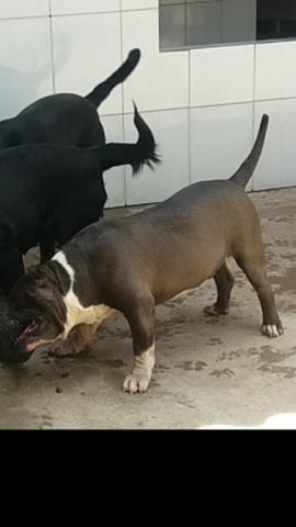 America bully (nao e cruza )