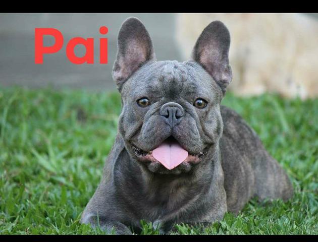 Bulldog frances quer mamorar - Foto 2