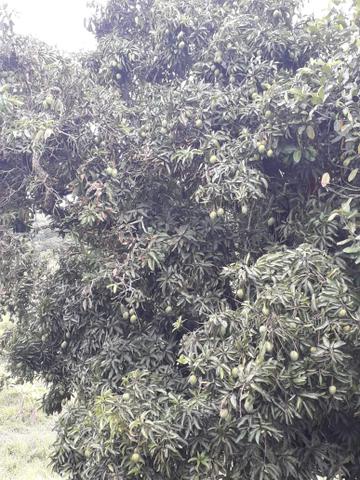 Sítio em Saire PÉ com 05 hectares - Foto 7