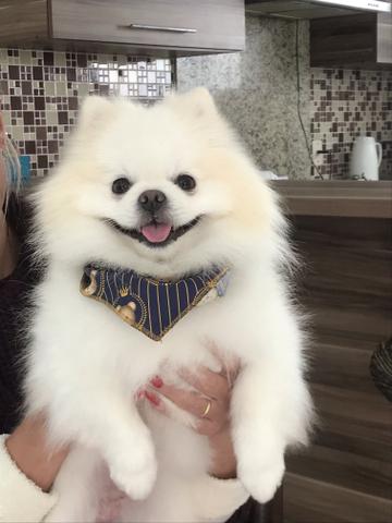 Spitz Alemão Anão (Lulu da Pomerania) Macho disponível para Acasalamento