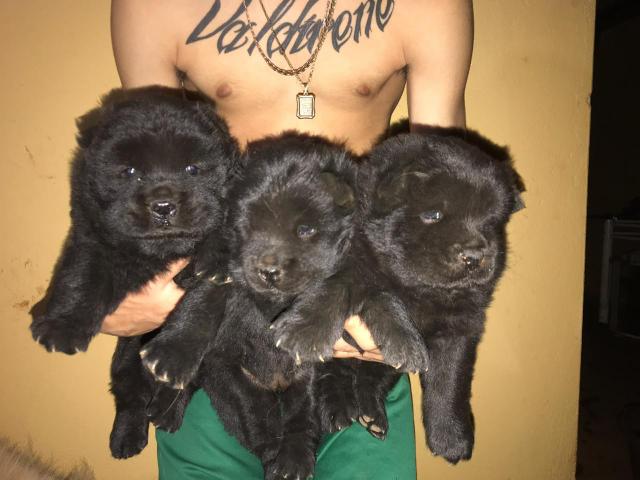 Chow chow puro