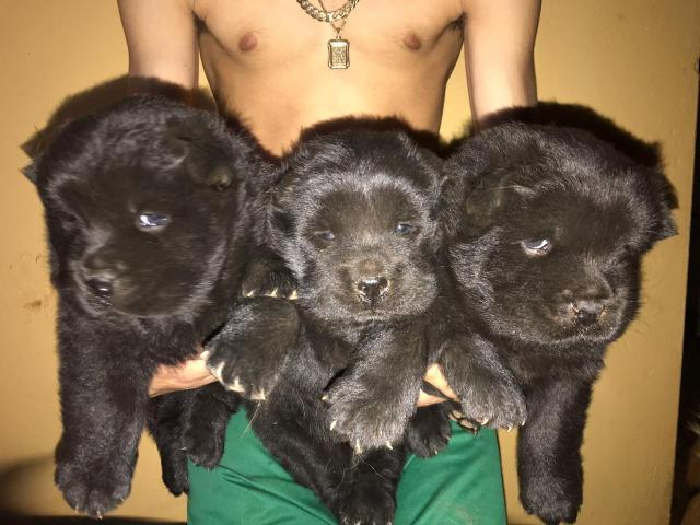 Chow chow puro - Foto 3