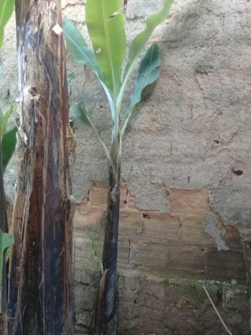Mudas de bananeiras - Foto 3