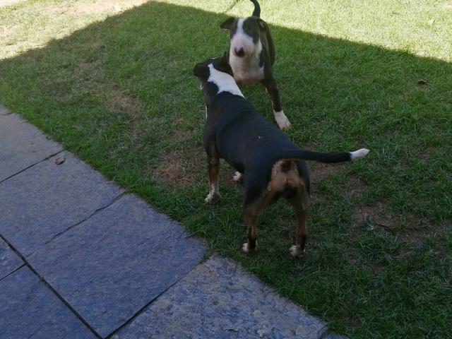 Bullterrieringlês mãe miniatura(RJ) - Foto 4