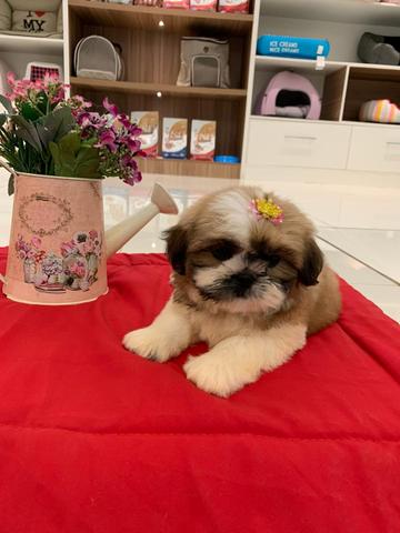 Filhotes de Shih-tzu - Foto 4