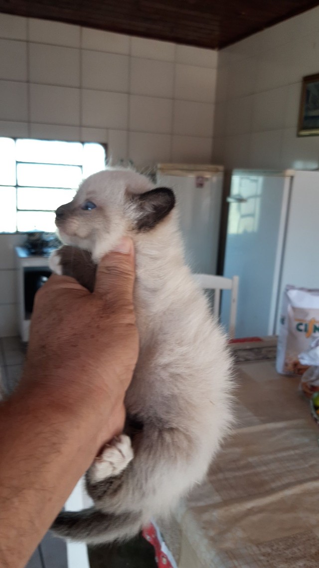 Vendo filhote de gato persa imalaria fêmea 