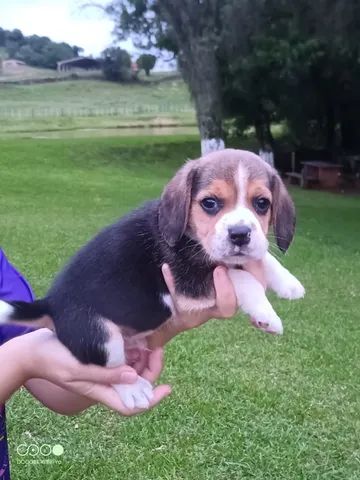 Beagle filhotes machinhos - Foto 2