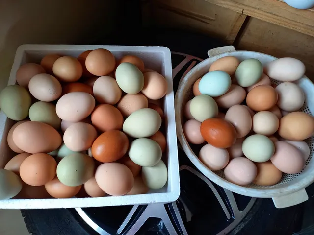 Caixa de Ovos Caipira Caipiregg - à granel (360 ovos)