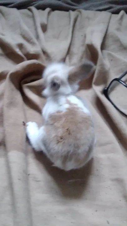 Filhotes disponíveis 25/01/25,mini coelhos maleado ou café 250,00  - Foto 2