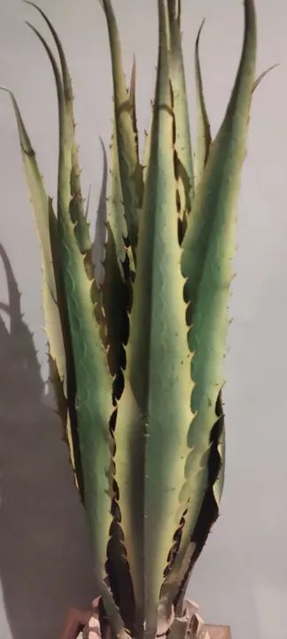 Agave com vaso - linha premium (planta permanente) - Foto 3