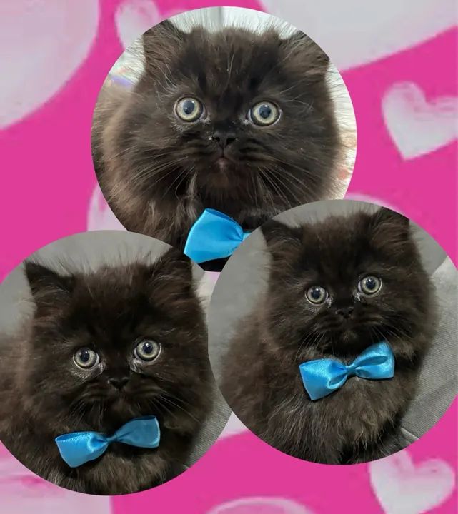 Filhotes de Gato Persa